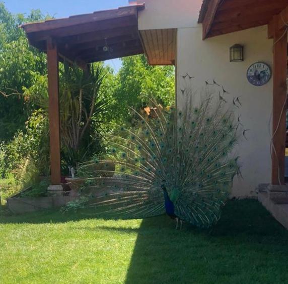 Alojamiento Los Nogales Санта-Крус Экстерьер фото
